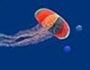 Meduzzza io